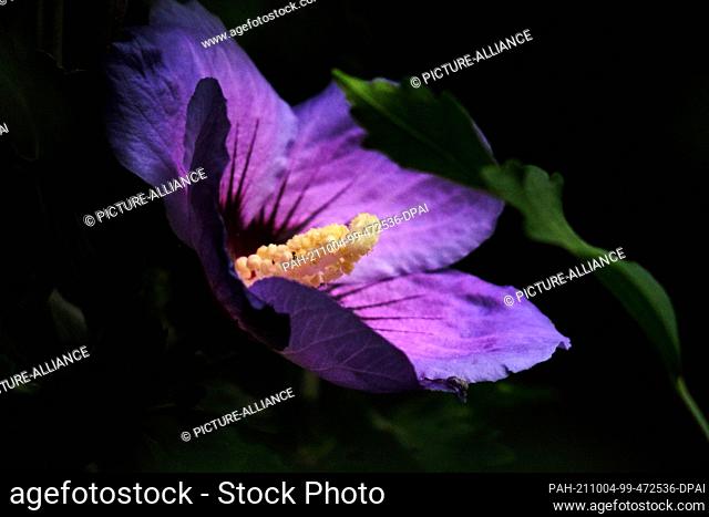26 August 2021, Lower Saxony, Brunswick: The flower of a garden hibiscus (Hibiscus syriacus) also called shrub marshmallow. Photo: Stefan Jaitner/dpa