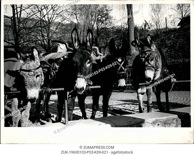Feb. 24, 1962 - The Donkeys on the Drachenfels in Koenigewinter near Bonn are waiting for the season., Up yo 10 times per day they Drachenfels ruins burdened...