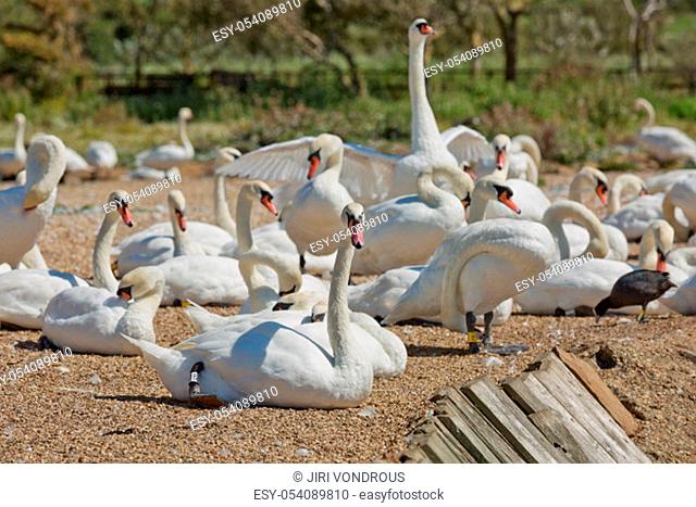DORSET, ABBOTSBURY, UK - AUGUST 15, 2017: Flock of swans during feeding time at Abbotsbury swannery in Dorset, United Kingdom
