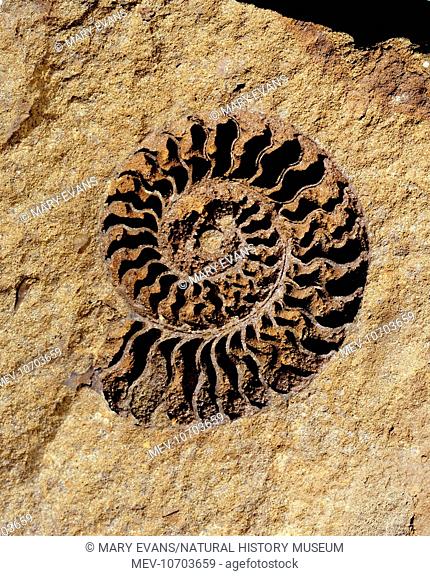 Shown here is an internal cast of a Jurassic ammonite clearly depicting individually preserved chambers within the coiled shell