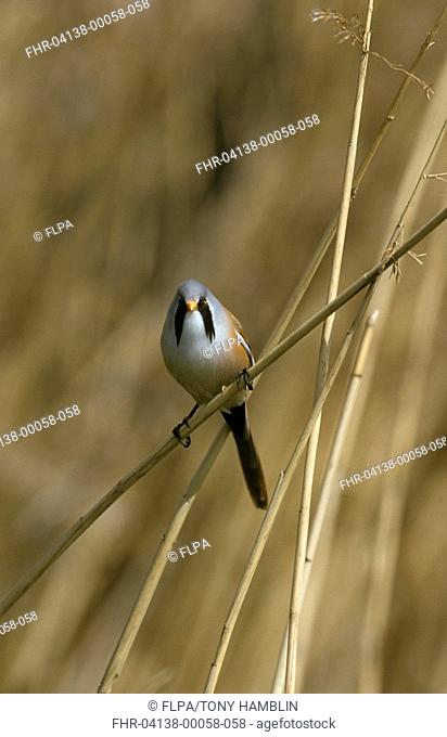 Bearded Tit Panurus biarmicus Male perched on stem of dead grass