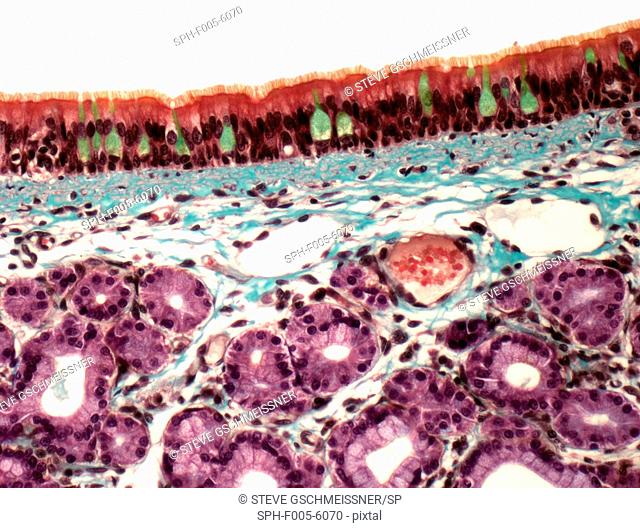 Trachea, light micrograph. The trachea is lined with ciliated columnar epithelium. Goblet cells green, which secrete mucus, are seen in the epithelium