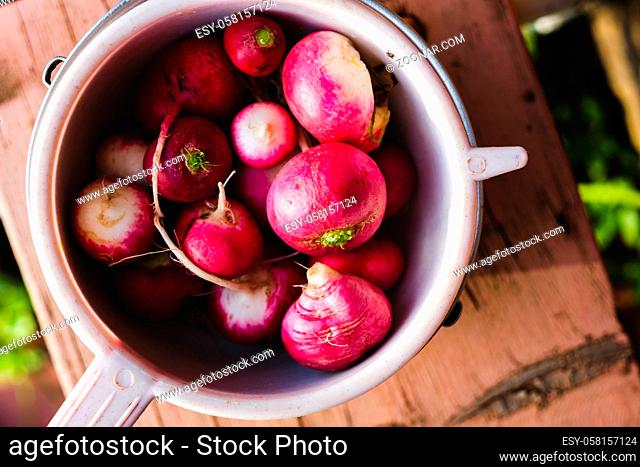 Radish in an aluminum bowl on a wooden bench in summer