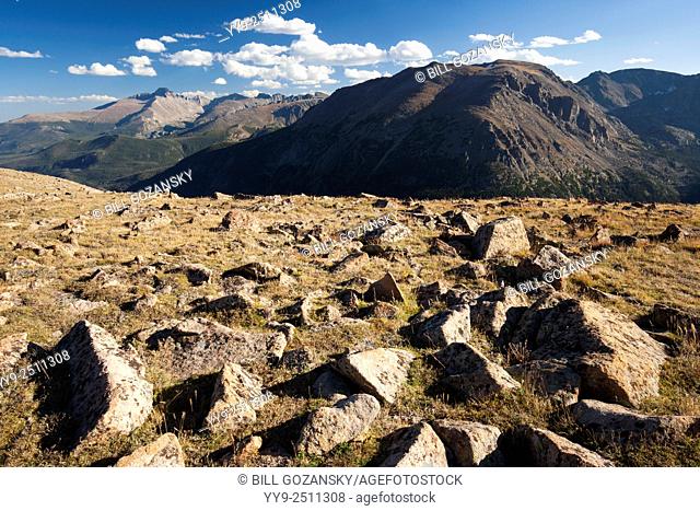 Alpine Tundra Habitat - Trail Ridge Road - Rocky Mountain National Park, near Estes Park, Colorado USA