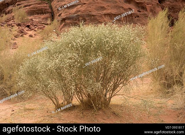 White broom (Retama raetam) is a shrub native to Canary Islands, northern Africa and western Asia. This photo was taken in Wadi Rum Desert, Jordan