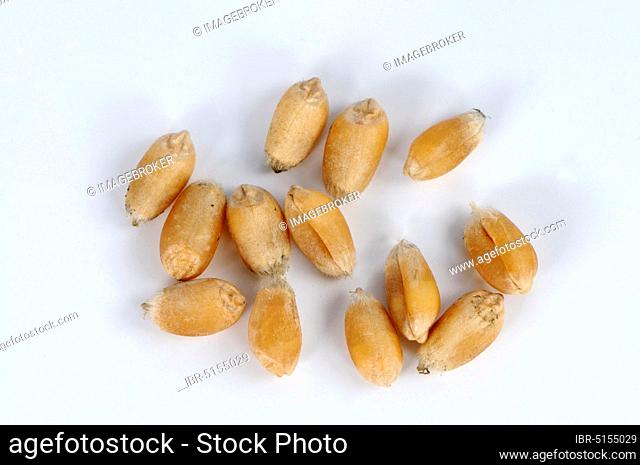 Persian wheat 'Muticum' (Triticum carthlicum), wheat grains