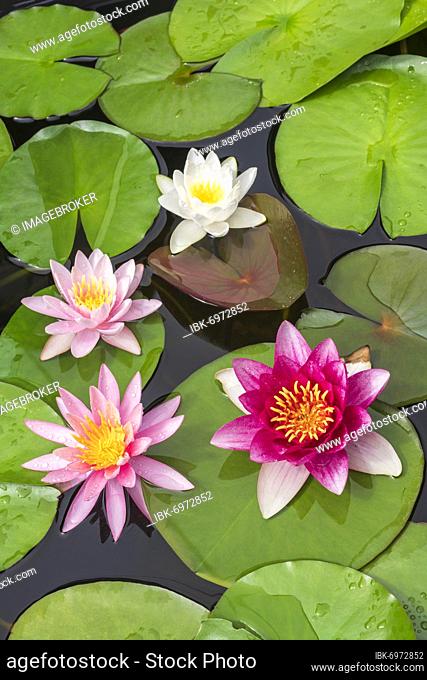 Different coloured Water lilies (Nymphaea), Baden-Württemberg, Germany, Europe