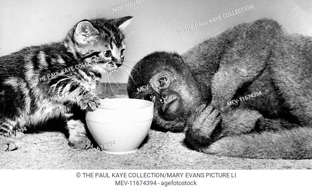 Unusual Friends - tabby kitten and woolly monkey