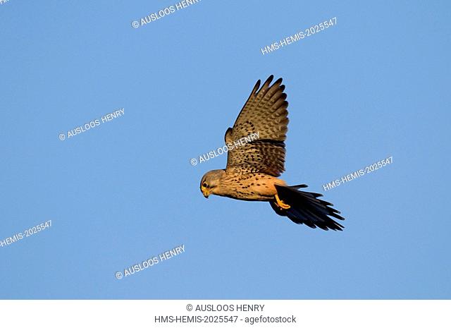 Kestrel (Falco tinnunculus), flight