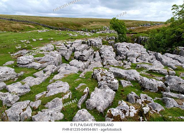 Outcrops of limestone showing typical erosion patterns of grikes and clints on flanks of hill, Ingleborough, Yorkshire Dales N.P