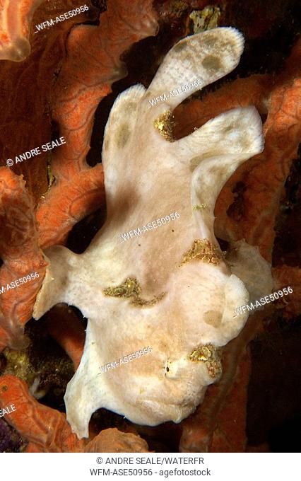 Painted Frogfish, white Phase, Antennarius pictus, Sabang Wreck, Puerto Galera, Mindoro, Philippines