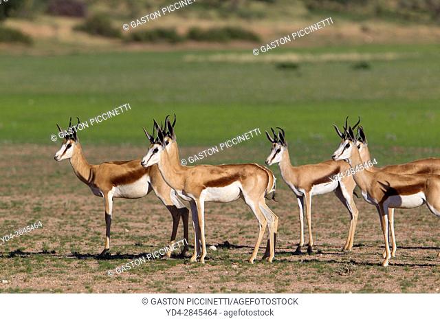 Springbok (Antodorcas marsupialis), alert, Kgalagadi Transfrontier Park in rainy season, Kalhari Desert, South Africa/Botswana