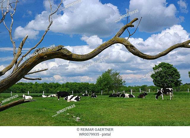 Holstein cows in a field with dead twisted tree