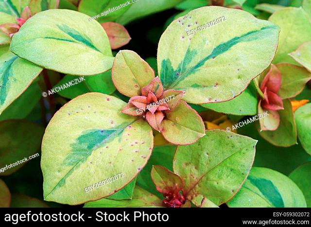 Vriegated green leaves on a Loosestrifes plant