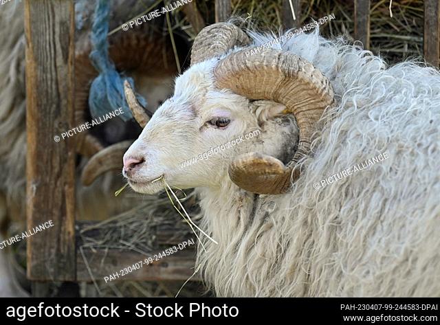 PRODUCTION - 06 April 2023, Brandenburg, Roskow: A ram stands at the feeding trough. The Behling farmers run the Skuddenhof in the Roskow district of Weseram...