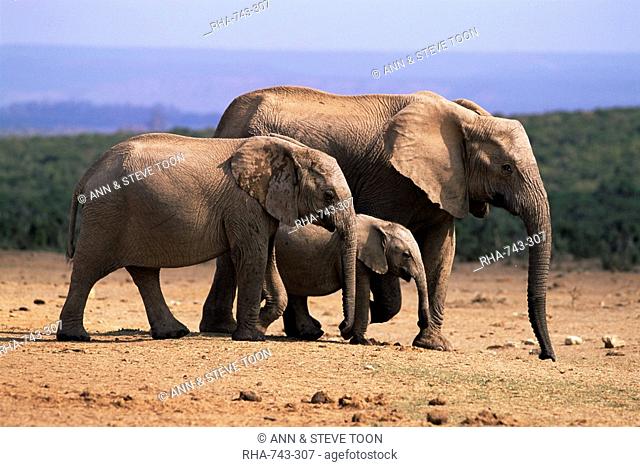 African elephants Loxodonta africana, Addo Elephant National Park, South Africa, Africa