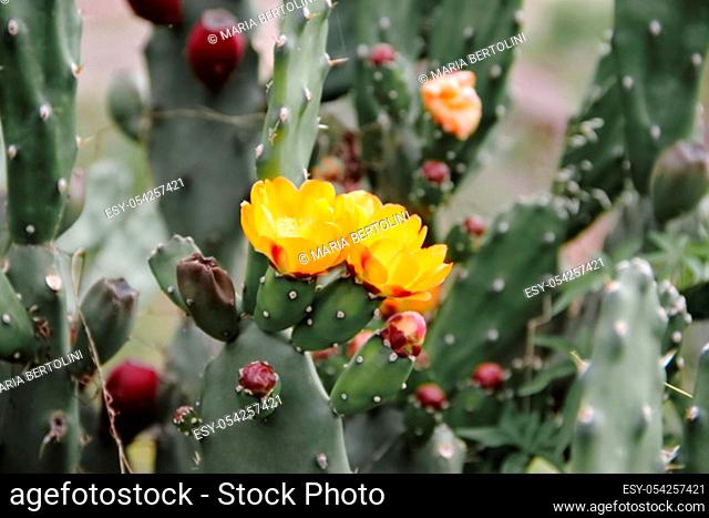 cactus and succulents with yellow flowers in spring