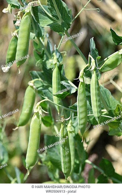 Green vegetable and pulses green peas pisum sativum garden peas pods hanging on plants in field