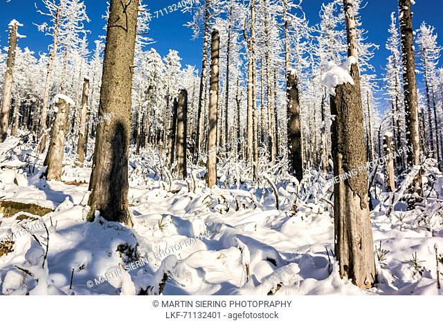 Winter landscape with Forest, Schierke, Brocken, Harz, Harz national park, Saxony, Germany