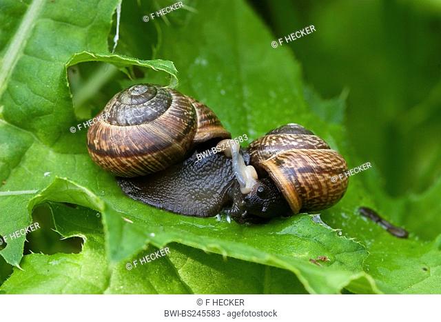 orchard snail, copse snail Arianta arbustorum, copulation, Germany