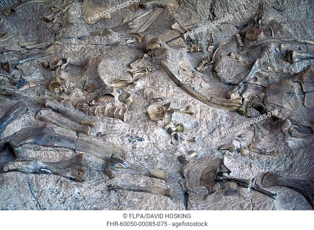 Fossils Fossilized Dinosaur bones in rock sediment - Dinosaur NP Utah, USA