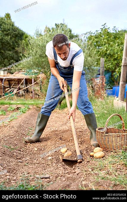 Mid adult male farmer using garden hoe while digging soil at agricultural field