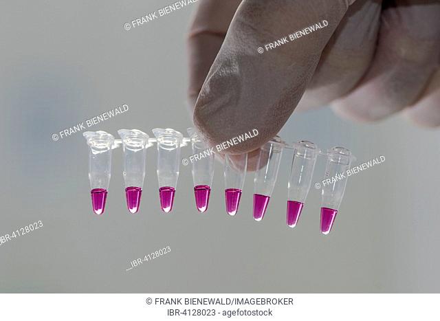 PCR-Single caps for Polymerase Chain Reaction, PCR, held against the light in laboratory assistant's hand, Chemnitz, Saxony, Germany