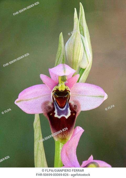 Orchid Ophrys x composta hybrid of Sawfly Orchid O temthredinifera and Woodcock Orchid O Scolopax close-up of flower, Andalucia, Spain, april
