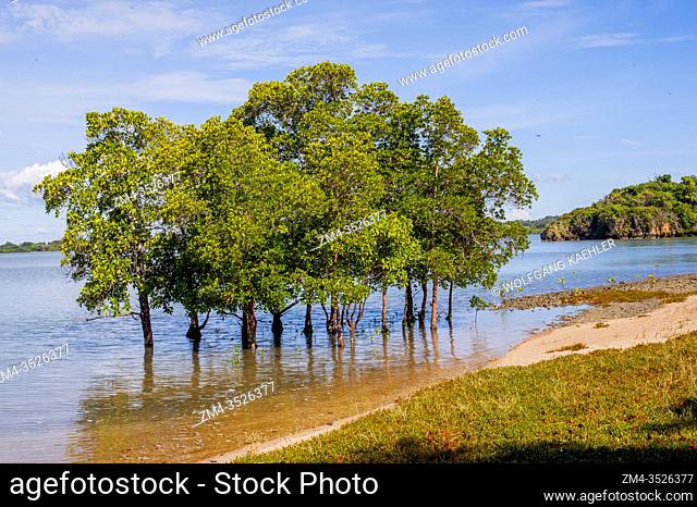 A group of mangrove trees is growing along a beach near Anjajavy, Madagascar