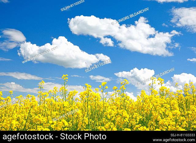 Oilseed rape (Brassica napus). Flowering rapeseed field under a blue sky, Switzerland