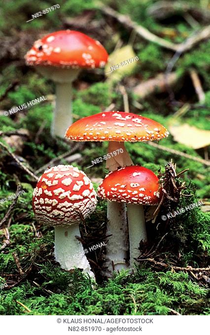 Fly Agaric Mushrooms Amanita muscaria in autumn on woodland floor - Bavaria / Germany
