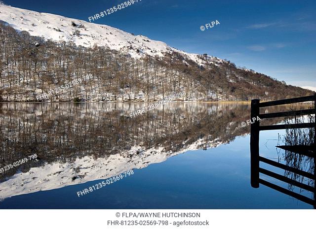 Snow covered hill and trees reflected in lake, Brotherswater, Lake District, Cumbria, England, winter