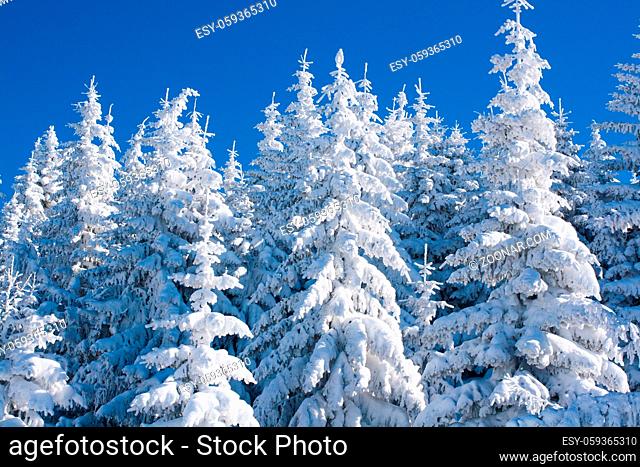 Vibrant winter vacation background with pine trees covered by heavy snow against blue sky with copy space
