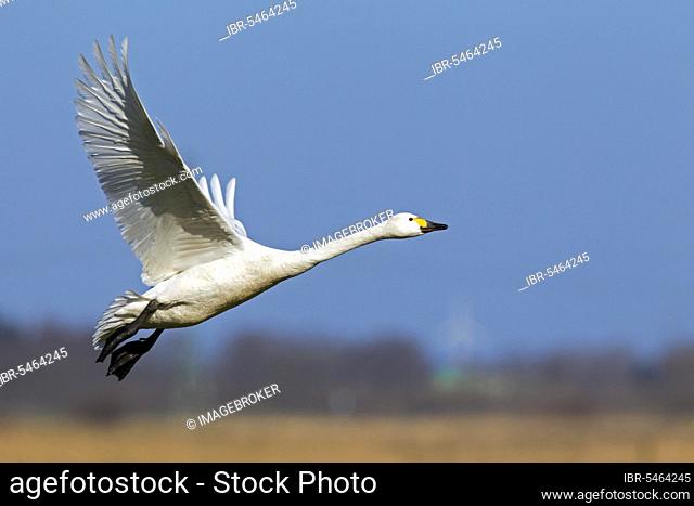 Tundra swan (Cygnus bewickii) (Cygnus columbianus), tundra swan during spring departure
