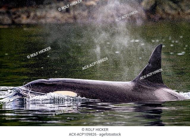 Killer whale close up, Johnstone Strait, British Columbia, Canada