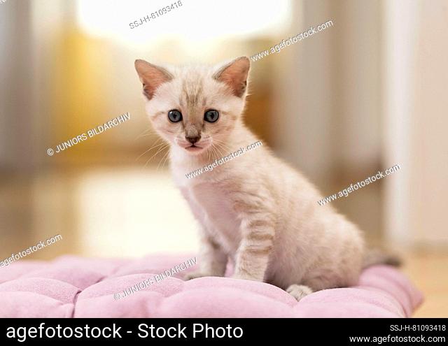 Bengal cat. Kitten sittingon a pink cushion