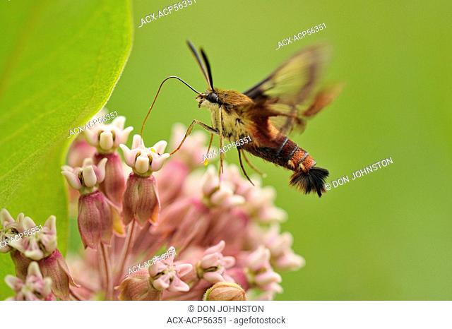 Hummingbird Clearwing Moth Hemaris thysbe nectaring on Common Milkweed Asclepias syriaca , Greater Sudbury Lively, Ontario, Canada