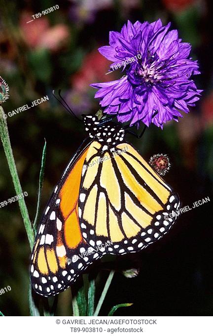 Monarch butterfly Danaus plexippus on flower