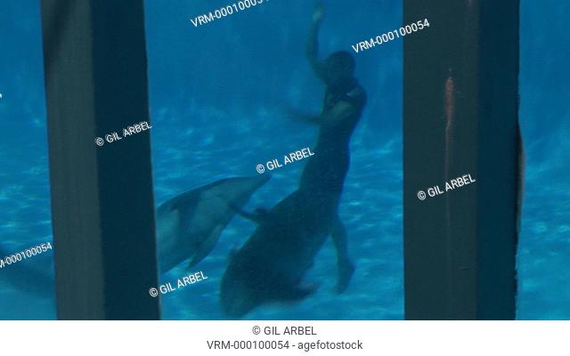 Bottlenose dolphins Tursiops truncatus. Captive. Display at Dolphinarium. Faro. Portugal