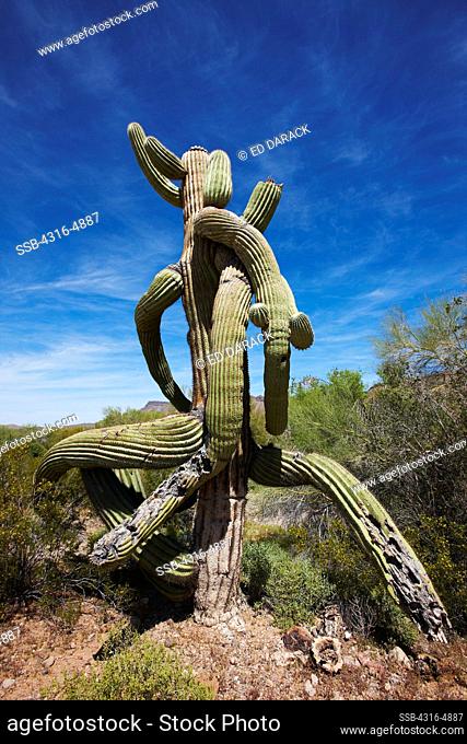 Twisted form of a Saguaro Cactus (Carnegiea gigantea), southern Arizona