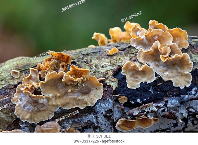 bleeding oak crust (Stereum gausapatum), on dead wood, Germany, Schleswig-Holstein