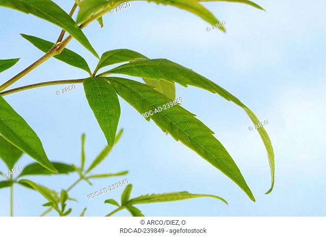 Cut-Leaf Chastetree, Cut-Leaf Vitex / Vitex negundo heterophylla