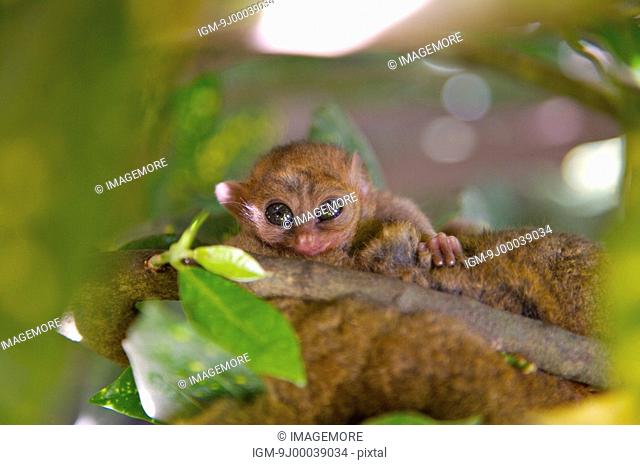 Bohol Island, Cebu, Philippines, Asia, Close-up of a small philippine tarsier resting on the tree
