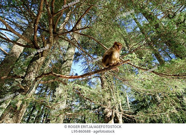 Young Barbary Macaque (Macaca sylvanus) resting on a Cedar tree, Azrou, Morocco
