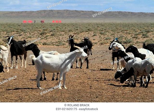 Oase in der Wüste Gobi