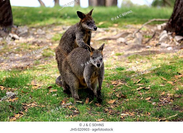 Swamp Wallaby, (Wallabia bicolor), adult couple social behaviour, courtship, Mount Lofty, South Australia, Australia