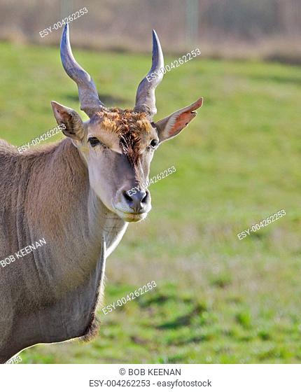 Antelope Head green field
