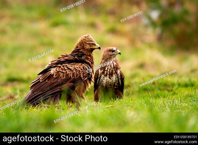lesser spotted eagle, clanga pomarina, and common buzzard, buteo buteo, sitting on the ground in summer. Two species of bird of prey on meadow with green grass...