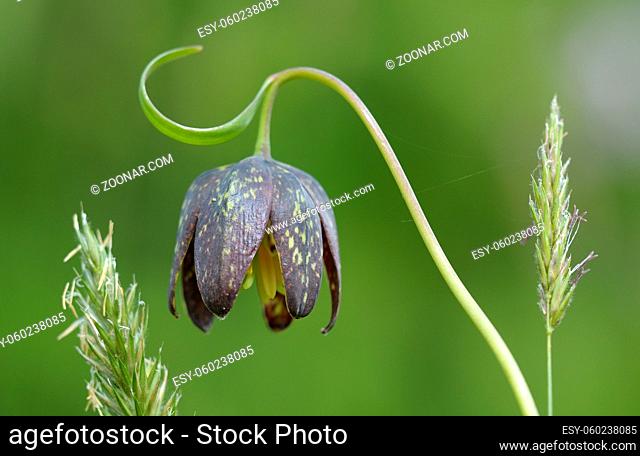 Chocolate Lily Fritillaria affinis, Cowichan Valley, Vancouver Island, British Columbia, Canada