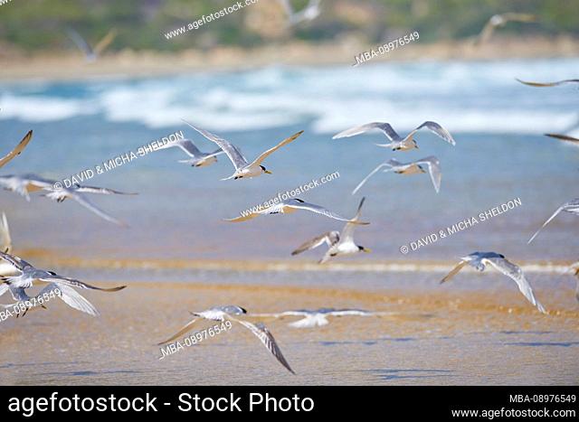 The greater crested tern (Thalasseus bergii), shore, sideways, flying, Wilsons Promontory National Park, Victoria, Australia